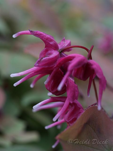 Epimedium Rose Queen.JPG